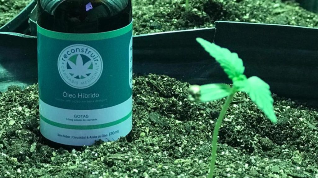 pote com rótulo da reconstruir cannabis associações canábicas ao lado de uma planta de cannabis