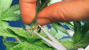 Aplicando poda FIM cultivo Cannabis - Herbie Headshop (1)