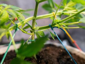 LST treinamento de baixo estresse no cultivo de maconha