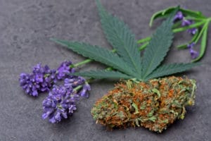 Linalool terpeno - The Higher Path