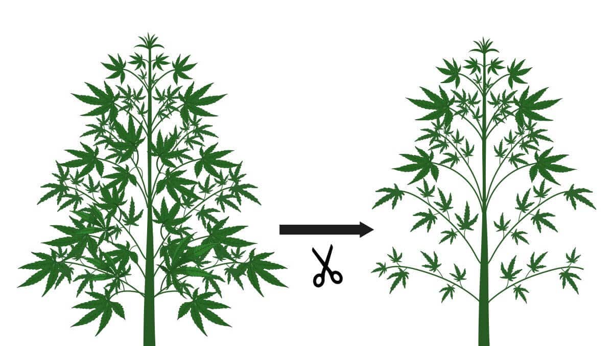 Defoliação maconha - Fast Buds (1)