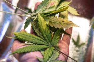 Defoliação na Cannabis - Cannabis Training University (1)