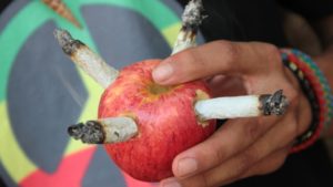 terpiloneno maca maconha