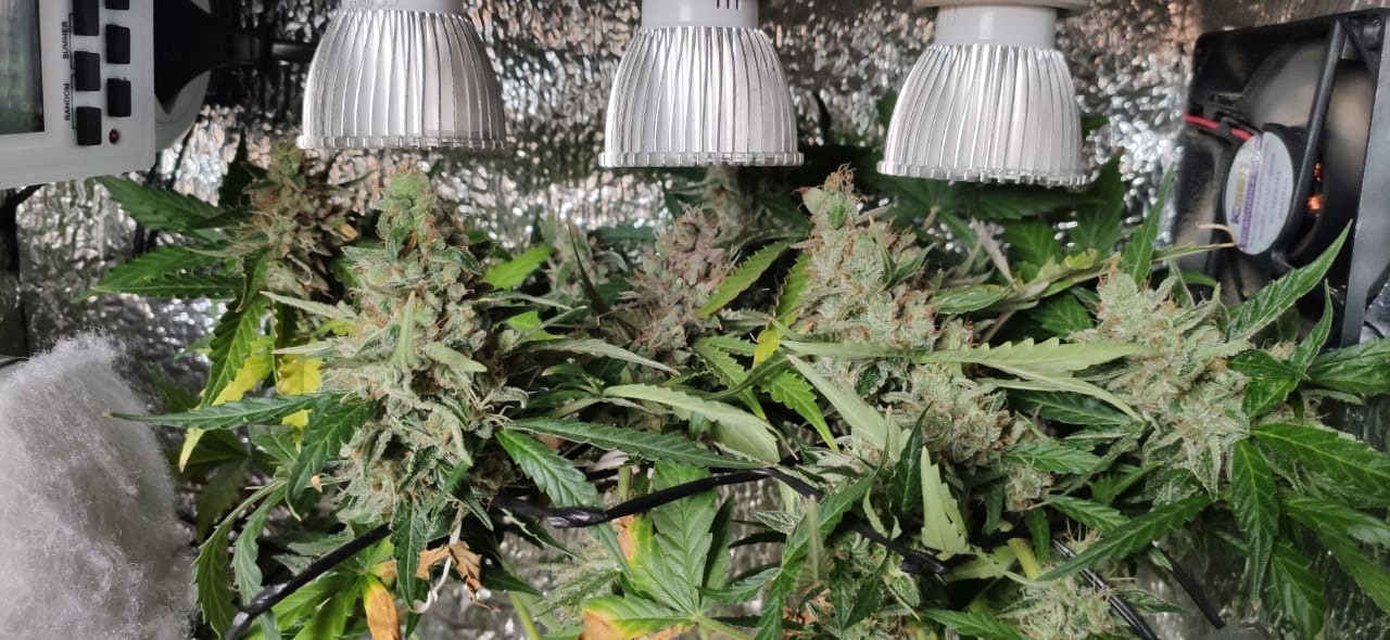 Cultivando maconha com pouco espaco GRHS Cultivando maconha com pouco espaco GRHS
