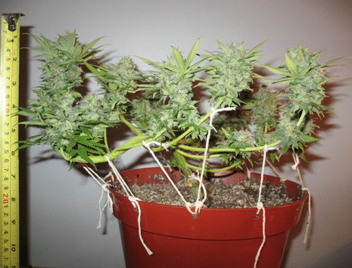 LST maconha em pequenos espacos LED GROW LIGHTS LST maconha em pequenos espacos LED GROW LIGHTS