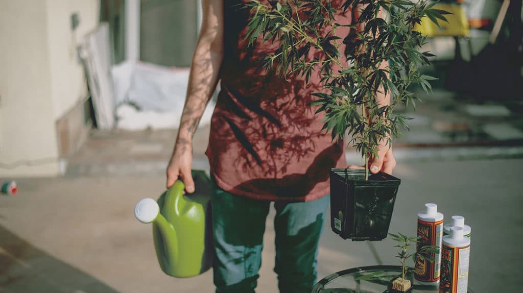 fertilizantes cultivo Cannabis fertilizantes cultivo Cannabis