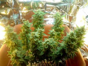 como plantar maconah em espacos pequenos Sunwest Genetics