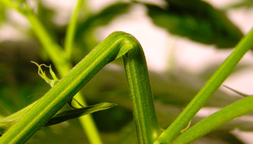 growdiaries Super Cropping
