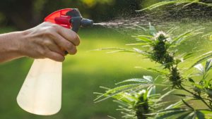 fertilizantes cultivo Cannabis