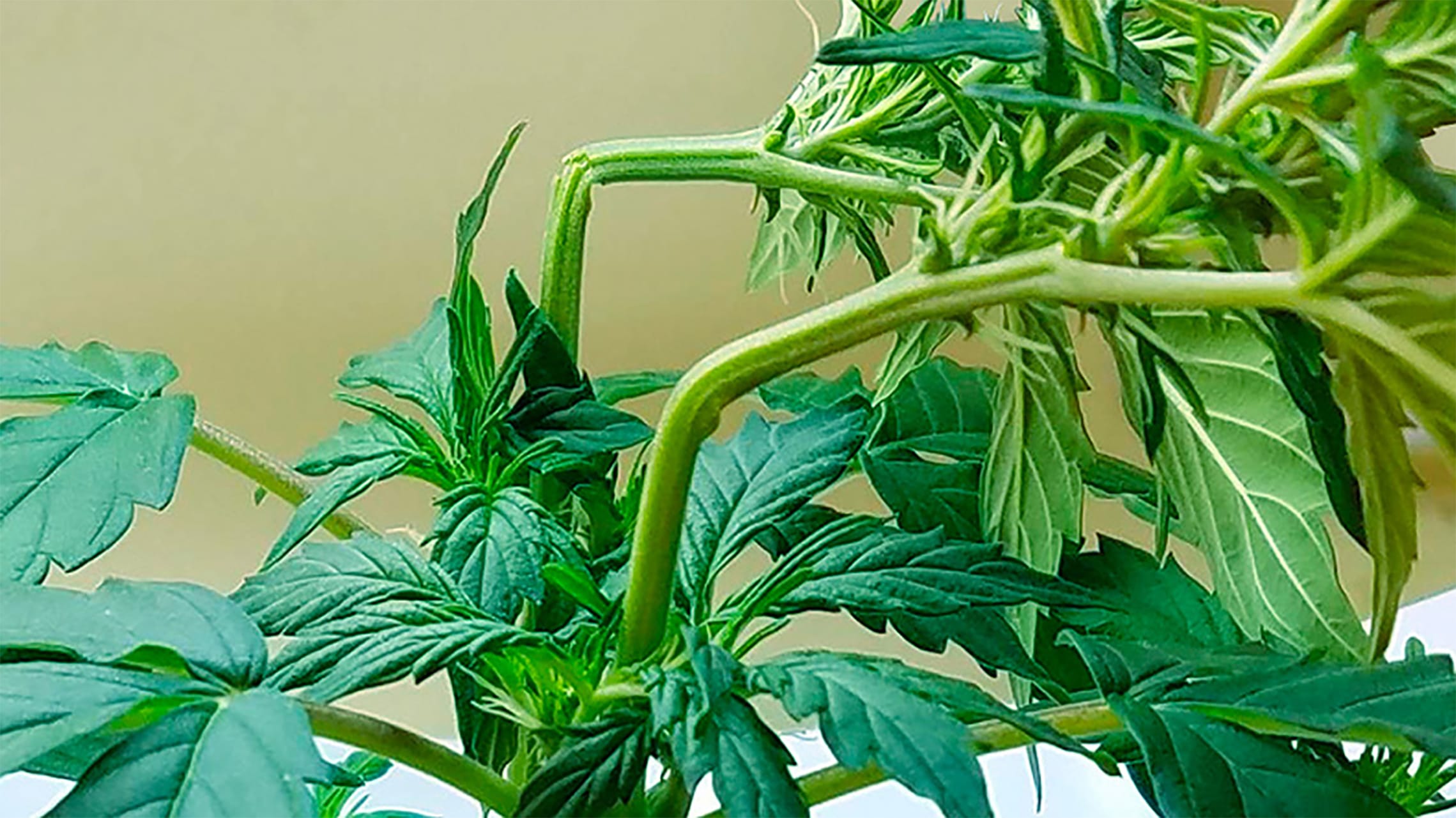 super-cropping-como-fazer-o-super-cropping-na-maconha-growroom