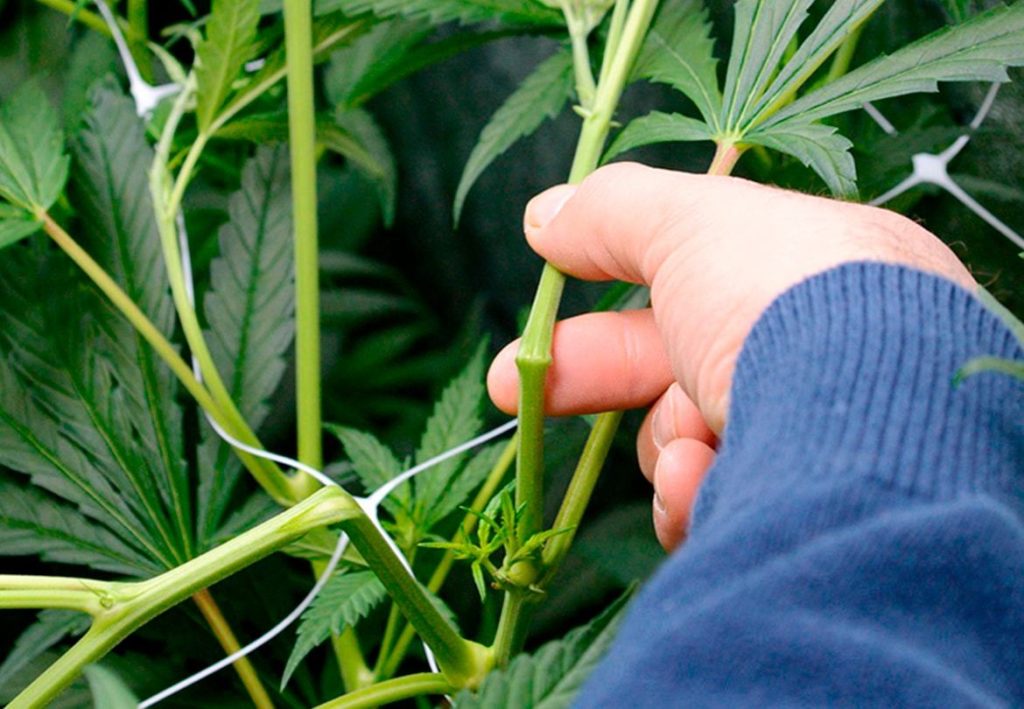 Foto: Cultiva Grow Shop super cropping