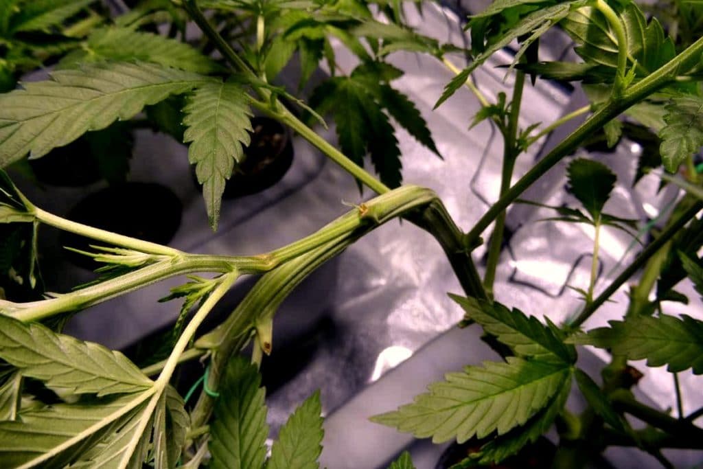 terredicannabis super cropping