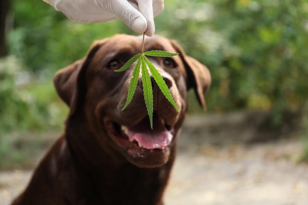 animal comeu maconha The Austin Crhonicle 1 animal comeu maconha The Austin Crhonicle 1