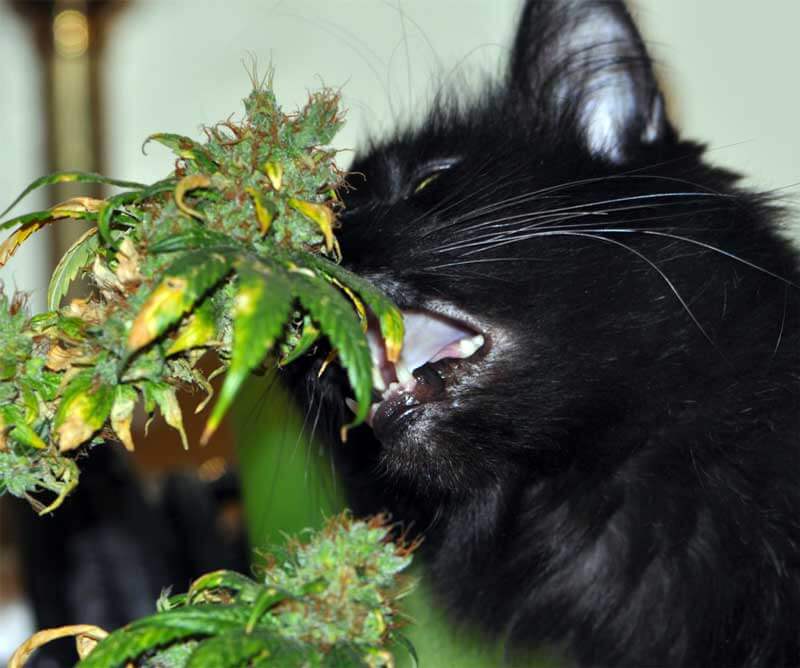 gato comeu maconha Grow Weed Easy 1 gato comeu maconha Grow Weed Easy 1