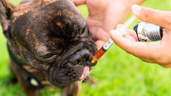 maconha para cachorros cbd Yahoo News maconha para cachorros cbd Yahoo News