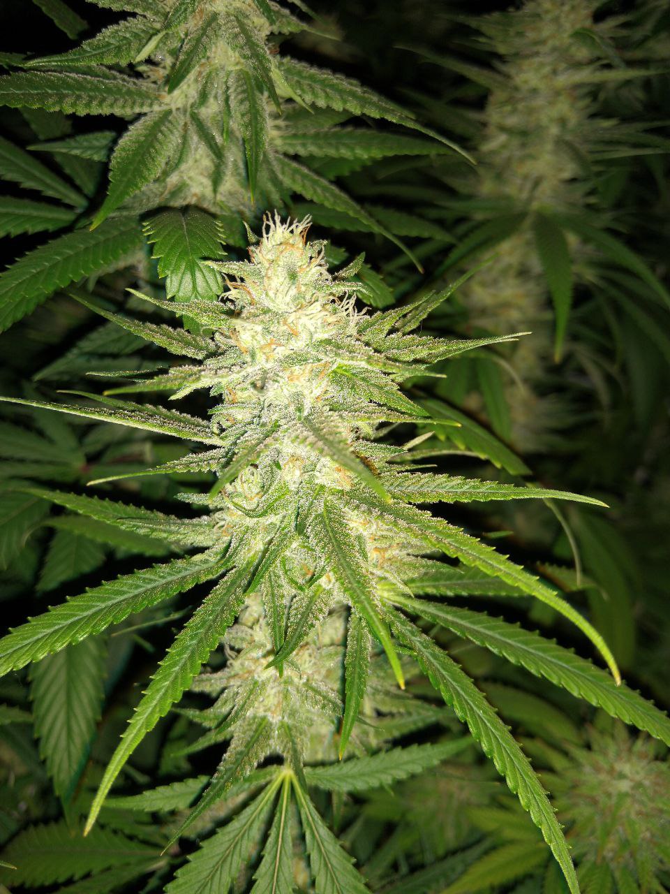 aprenda a cultivar no clube do cultivo aprenda a cultivar no clube do cultivo