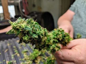 E dificil cultivar cannabis High Plains Public Radio 1