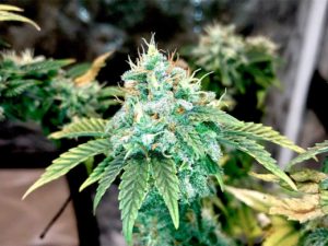 mais pessoas cultivando GRHS