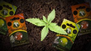 comprar sementes de maconha Led Grow Lights 1