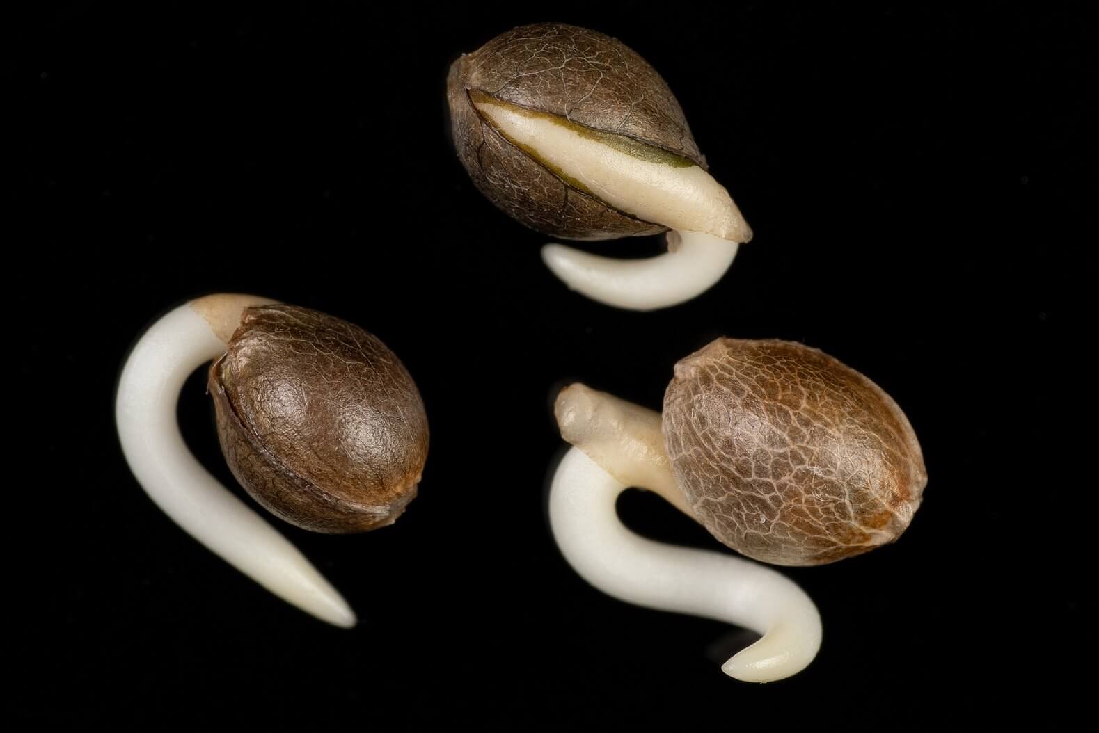 Sementes de maconha germinando Dinafem 1