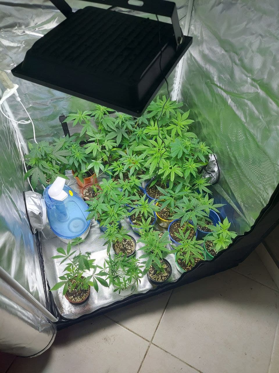 Controle de umidade no cultivo de maconha com umidificador - GRHS