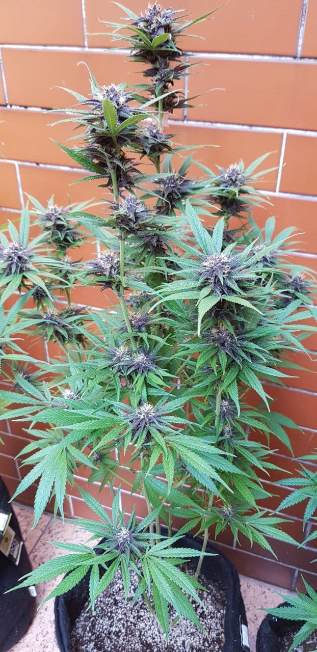 Planta de maconha roxa - GRHS