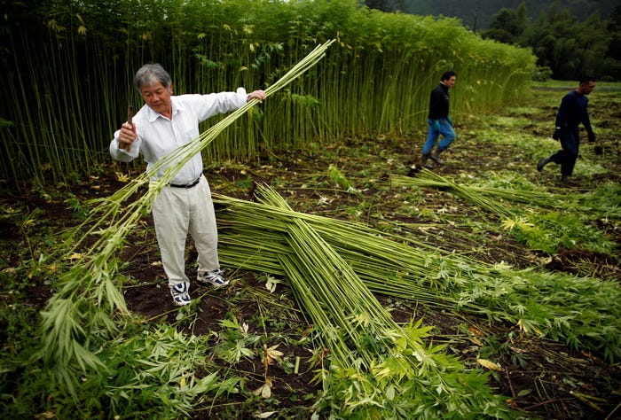 O que é cânhamo diferença maconha como cultivar cânhamo - Business Insider