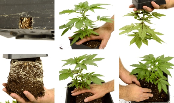 Como transplantar a maconha: passo a passo - I Love Growing Marijuana