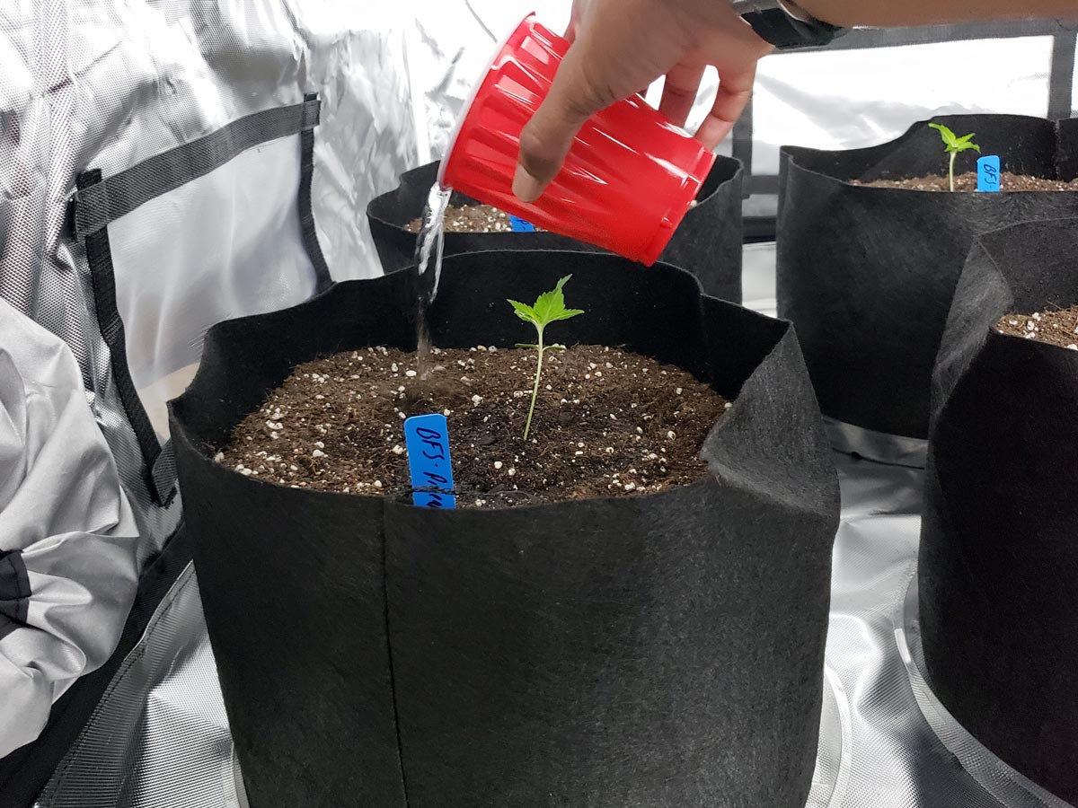 por que não começar o cultivo de maconha em vasos grandes - Grow Weed Eazy