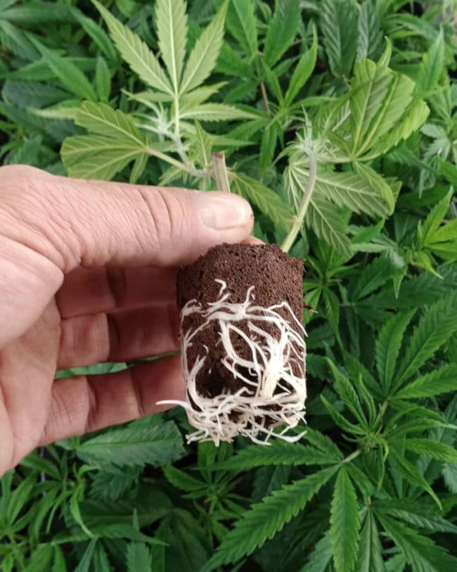 transplante de mudas de maconha - Grace Genetics