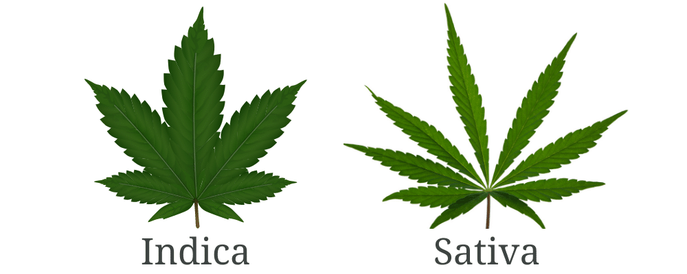 Carcaterísticas da Sativa